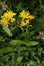 Pyrenen-Pippau, Schabenkraut-Pippau, Crepis pyrenaica, Crepis blattarioides Kauf von 06729_crepis_pyrenaica_img_9406.jpg