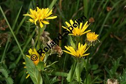 Pyrenäen-Pippau, Schabenkraut-Pippau, Crepis pyrenaica, Crepis blattarioides Kauf von 06729_crepis_pyrenaica_img_9407.jpg