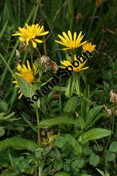 Pyrenen-Pippau, Schabenkraut-Pippau, Crepis pyrenaica, Crepis blattarioides Kauf von 06729_crepis_pyrenaica_img_9408.jpg