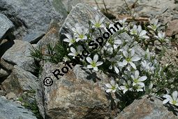 Nadelblättrige Miere, Lärchenblättrige Miere, Minuartia laricifolia Kauf von 06730_minuartia_laricifolia_img_9477.jpg