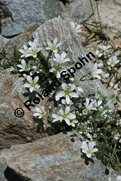 Nadelblättrige Miere, Lärchenblättrige Miere, Minuartia laricifolia Kauf von 06730_minuartia_laricifolia_img_9478.jpg