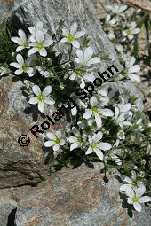 Nadelblättrige Miere, Lärchenblättrige Miere, Minuartia laricifolia Kauf von 06730_minuartia_laricifolia_img_9479.jpg