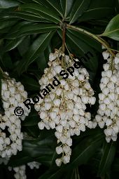 Formosa-Lavendelheide 'Wakehurst', Pieris formosa var. forrestii 'Wakehurst', Pieris forrestii 'Wakehurst' Kauf von 06735_pieris_formosa_forrestii_wakehurst_img_8863.jpg