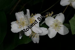 Weichhaariger Pfeifenstrauch, Weichhaariger Sommerjasmin, Philadelphus pubescens Kauf von 06737_philadelphus_pubescens_img_8887.jpg