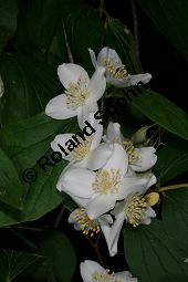 Weichhaariger Pfeifenstrauch, Weichhaariger Sommerjasmin, Philadelphus pubescens Kauf von 06737_philadelphus_pubescens_img_8888.jpg