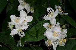 Weichhaariger Pfeifenstrauch, Weichhaariger Sommerjasmin, Philadelphus pubescens Kauf von 06737_philadelphus_pubescens_img_8890.jpg