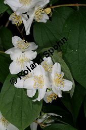 Weichhaariger Pfeifenstrauch, Weichhaariger Sommerjasmin, Philadelphus pubescens Kauf von 06737_philadelphus_pubescens_img_8891.jpg