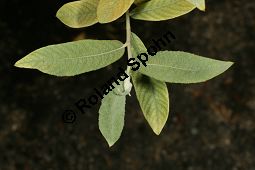 Salbeiblättrige Weide, Salix salvifolia Kauf von 06740_salix_salvifolia_img_8950.jpg