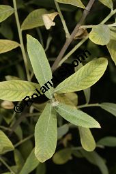 Salbeiblättrige Weide, Salix salvifolia Kauf von 06740_salix_salvifolia_img_8951.jpg