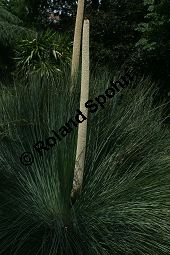 Vierkantiger Grasbaum, Xanthorrhoea quadrangulata Kauf von 06741_xanthorrhoea_quadrangulata_img_8977.jpg