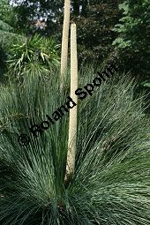 Vierkantiger Grasbaum, Xanthorrhoea quadrangulata Kauf von 06741_xanthorrhoea_quadrangulata_img_8978.jpg