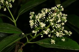 Starkduftender Schneeball, Wohlriechender Schneeball, Viburnum odoratissimum Kauf von 06743_viburnum_odoratissimum_img_8984.jpg