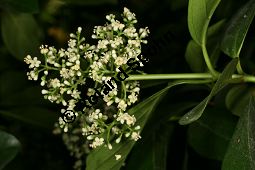 Starkduftender Schneeball, Wohlriechender Schneeball, Viburnum odoratissimum Kauf von 06743_viburnum_odoratissimum_img_8985.jpg