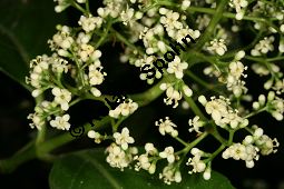 Starkduftender Schneeball, Wohlriechender Schneeball, Viburnum odoratissimum Kauf von 06743_viburnum_odoratissimum_img_8986.jpg