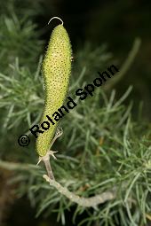 Rindenabwerfende Drüsenfrucht, Adenocarpus decorticans Kauf von 06748_adenocarpus_decorticans_img_9060.jpg