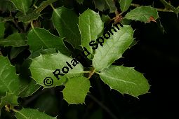 Palstina-Eiche, Quercus calliprinos Kauf von 06750_quercus_calliprinos_img_9078.jpg