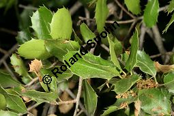 Palästina-Eiche, Quercus calliprinos Kauf von 06750_quercus_calliprinos_img_9079.jpg