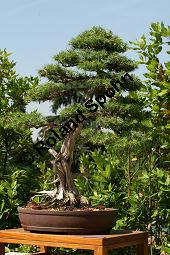 Nadel-Wacholder, Juniperus rigida Kauf von 06755_juniperus_rigida_img_9287.jpg