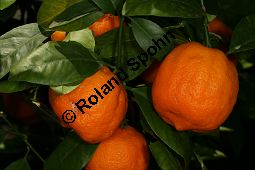 Gewöhnliche Mandarine, Citrus reticulata Kauf von 06757_citrus_reticulata_img_0036.jpg