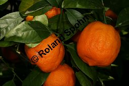 Gewöhnliche Mandarine, Citrus reticulata Kauf von 06757_citrus_reticulata_img_0036.jpg