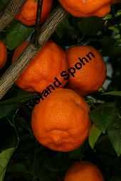 Gewöhnliche Mandarine, Citrus reticulata Kauf von 06757_citrus_reticulata_img_0037.jpg