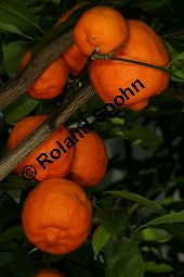 Gewöhnliche Mandarine, Citrus reticulata Kauf von 06757_citrus_reticulata_img_0038.jpg
