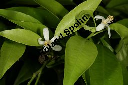 Gewöhnliche Mandarine, Citrus reticulata Kauf von 06757_citrus_reticulata_img_9352.jpg