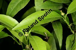 Gewöhnliche Mandarine, Citrus reticulata Kauf von 06757_citrus_reticulata_img_9354.jpg