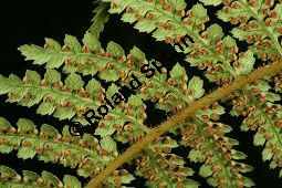 Filziger Taschenfarn, Dicksonia fibrosa Kauf von 06759_dicksonia_fibrosa_img_9358.jpg