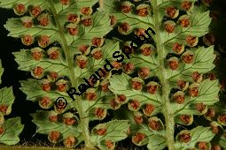 Filziger Taschenfarn, Dicksonia fibrosa Kauf von 06759_dicksonia_fibrosa_img_9359.jpg
