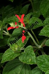Honigmelonen-Salbei 'Mello', Salvia elegans 'Mello' Kauf von 06766_salvia_elegans_mello_img_9501.jpg