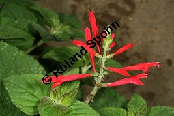 Honigmelonen-Salbei 'Mello', Salvia elegans 'Mello' Kauf von 06766_salvia_elegans_mello_img_9503.jpg