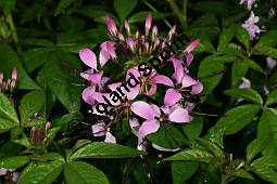 Spinnenpflanze 'Signorita Rosalita', Cleome 'Signorita Rosalita' Kauf von 06769_cleome_signorita_rosalita_img_9522.jpg