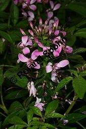 Spinnenpflanze 'Signorita Rosalita', Cleome 'Signorita Rosalita' Kauf von 06769_cleome_signorita_rosalita_img_9523.jpg