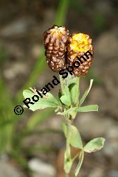 Brauner Moor-Klee, Trifolium spadiceum Kauf von 06773_trifolium_spadiceum_img_9589.jpg
