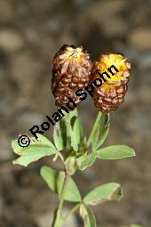 Brauner Moor-Klee, Trifolium spadiceum Kauf von 06773_trifolium_spadiceum_img_9590.jpg