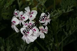 Pelargonium blandfordianum Kauf von 06779_pelargonium_blandfordianum_img_9646.jpg