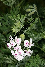 Pelargonium blandfordianum Kauf von 06779_pelargonium_blandfordianum_img_9647.jpg