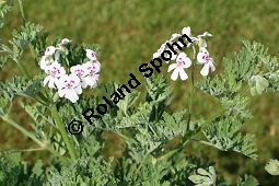 Pelargonium blandfordianum Kauf von 06779_pelargonium_blandfordianum_img_9648.jpg