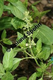 Zitronen-Basilikum, Ocimum x citriodorum, Ocimum citriodorum Kauf von 06783_ocimum_citriodorum_img_9782.jpg