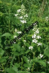 Haselblatt-Brombeere, Rubus corylifolius-Gruppe Kauf von 06785_rubus_corylifolius_gruppe_img_9890.jpg