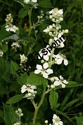 Haselblatt-Brombeere, Rubus corylifolius-Gruppe Kauf von 06785_rubus_corylifolius_gruppe_img_9891.jpg