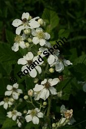 Haselblatt-Brombeere, Rubus corylifolius-Gruppe Kauf von 06785_rubus_corylifolius_gruppe_img_9892.jpg