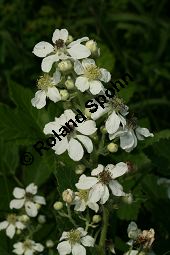 Haselblatt-Brombeere, Rubus corylifolius-Gruppe Kauf von 06785_rubus_corylifolius_gruppe_img_9893.jpg