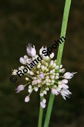 Turkestan-Lauch, Turcestan-Lauch, Allium turkestanicum Kauf von 06788_allium_turkestanicum_img_0094.jpg
