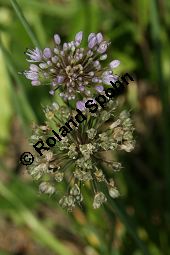 Turkestan-Lauch, Turcestan-Lauch, Allium turkestanicum Kauf von 06788_allium_turkestanicum_img_0096.jpg