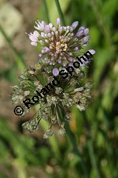 Turkestan-Lauch, Turcestan-Lauch, Allium turkestanicum Kauf von 06788_allium_turkestanicum_img_0097.jpg