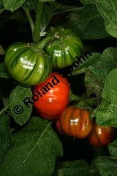 Äthiopische Eierfrucht, Solanum aethiopicum Kauf von 06791_solanum_aethiopicum_img_0150.jpg