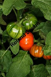 Äthiopische Eierfrucht, Solanum aethiopicum Kauf von 06791_solanum_aethiopicum_img_0151.jpg