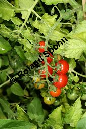 Johannisbeer-Tomate, Lycopersicon esculentum var. pimpinellifolium, Lycopersicon pimpinellifolium Kauf von 06793_lycopersicon_esculentum_pimpinellifolium_img_0183.jpg